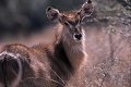  afrique du sud 
 jeune cobe a croissant 
 parc kruger 